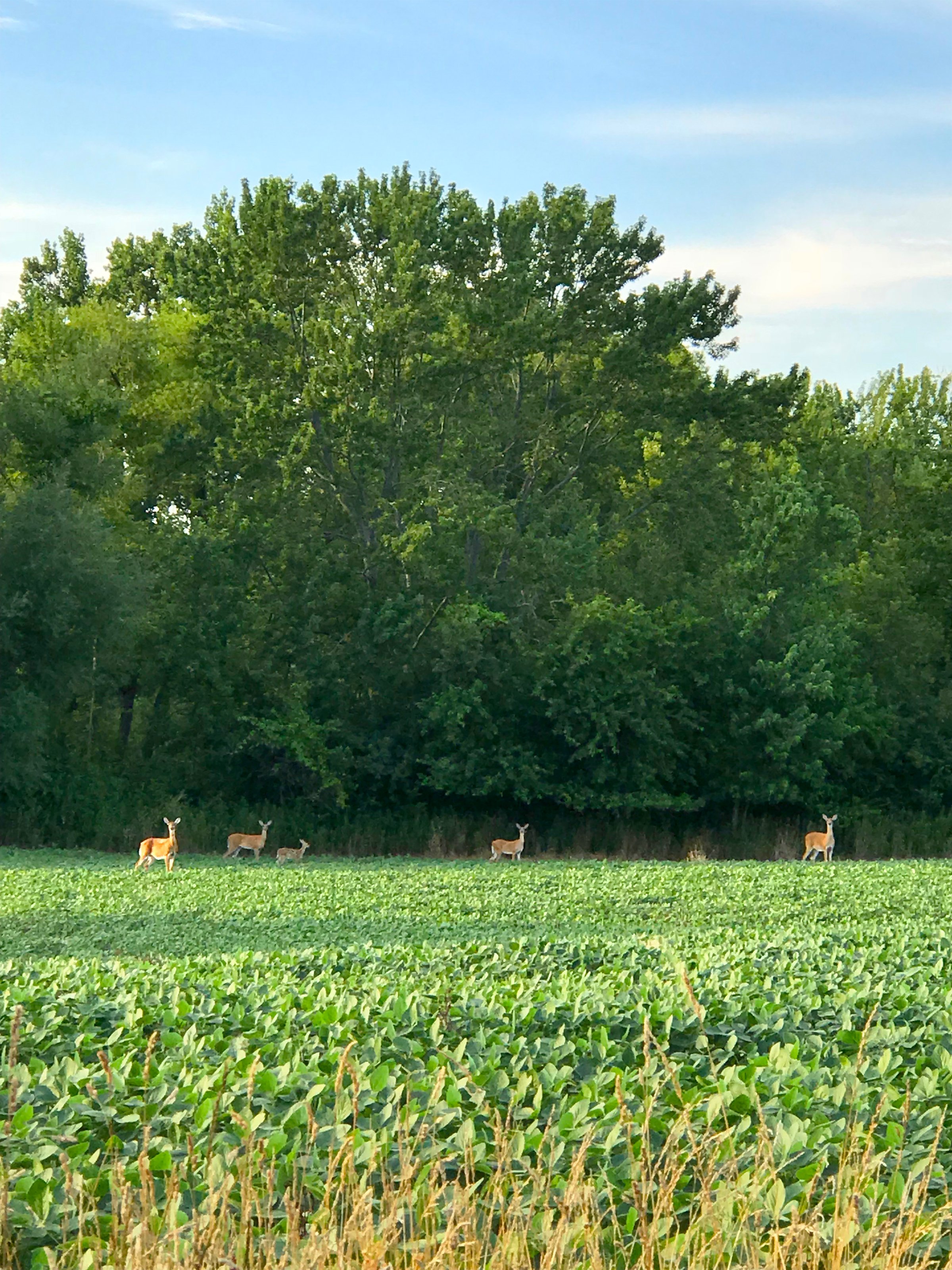 wildlife on Lake County, Indiana farmland - LAND AUCTION - 147+/- ACRES OFFERED IN 3 TRACTS IN LAKE COUNTY, INDIANA